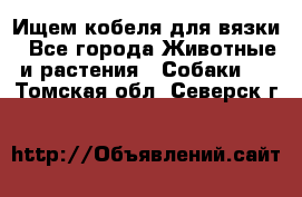 Ищем кобеля для вязки - Все города Животные и растения » Собаки   . Томская обл.,Северск г.
